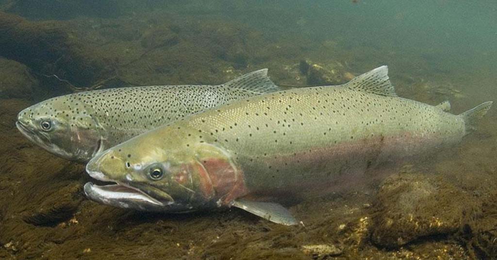 Male and female steelhead trout