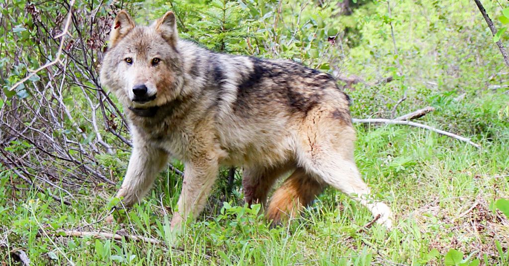 Teanaway pack gray wolf 1 photo by WDFW