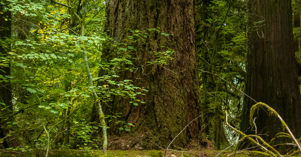 Old growth in Cedar Flats Natural Area of the Gifford Pinchot National Forest