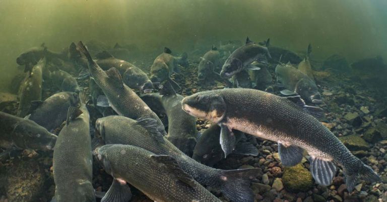 Shortnose suckers are an imperiled species found in the Klamath Basin