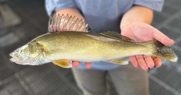 Walleye in Idaho