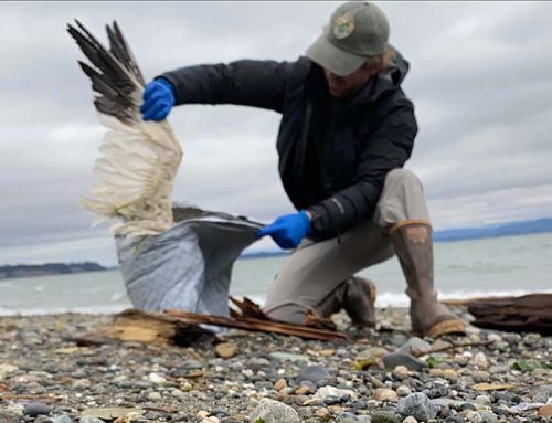 Bird flu is spreading to wild mammal populations