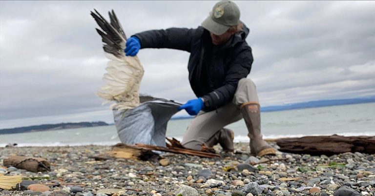A WDFW biologist collects a dead snow goose on a Camano Island