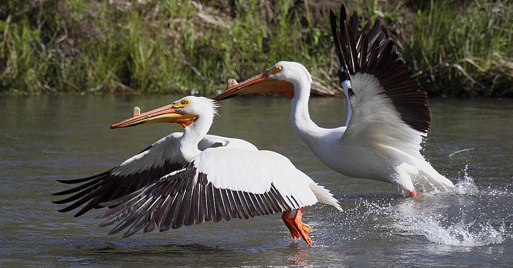 American white pelicans