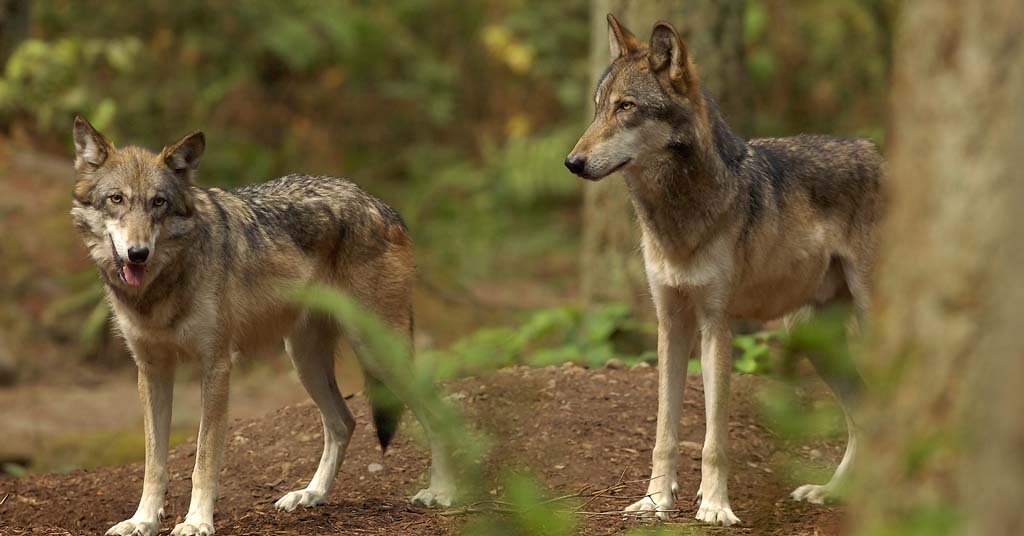 Wolf Juveniles, Gray Wolf, Mount Ranier